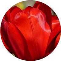 Tulip