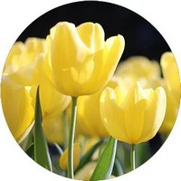 Tulipa