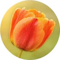 Tulipa