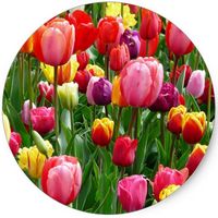 Tulips