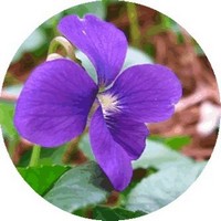 Viola Odorata