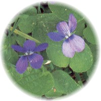 Viola - Sweet Violet
