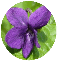 Viola Odorata - Violeta