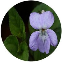 Viola Grypoceras