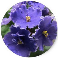 Violeta africana: Saintpaulia Ionantha