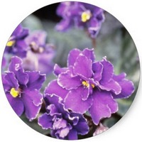 Violeta africana: Saintpaulia Ionantha