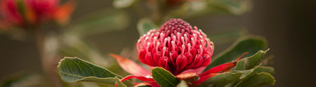 Waratah - Telopea