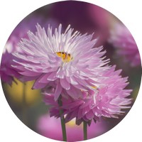 Xerochrysum Bracteatum