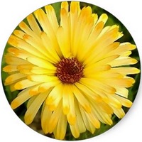 Xerochrysum - Golden Everlasting Daisy