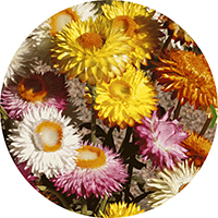 Xerochrysum Bracteatum