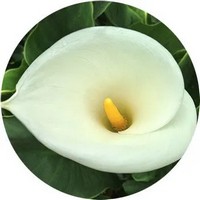 Zantedeschia