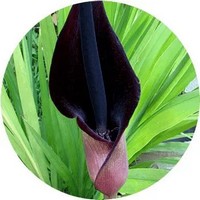 Zantedeschia