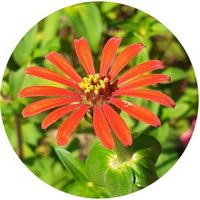 Zinnia
