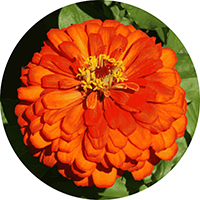 Zinnia