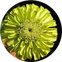 Zinnia