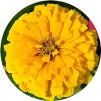 Zinnia