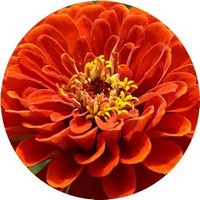 Zinnia