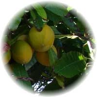 Abiu - Pouteria Caimito