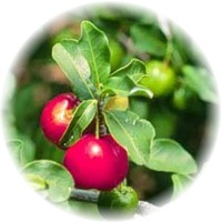 Malpighia Emarginata