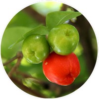 Malpighia Emarginata