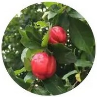 Malpighia Emarginata - Barbados Cherry