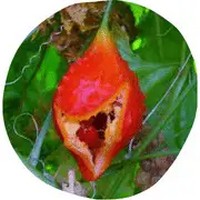 Malpighia Emarginata