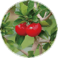 Malpighia Emarginata