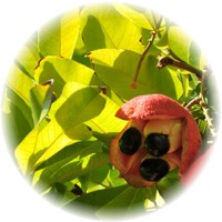 Ackee - Blighia Sapida