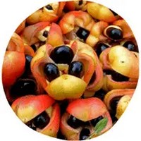 Ackee - Blighia Sapida