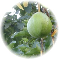 Aguacate-Persea Americana