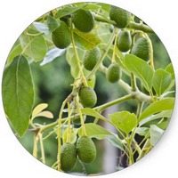 Aguacate-Persea Americana