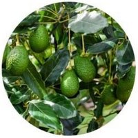 Aguacate-Persea Americana