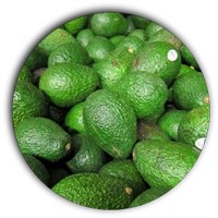 Aguacate-Persea Americana