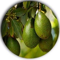 Aguacate-Persea Americana
