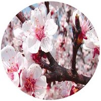 Prunus Armeniaca - Flor