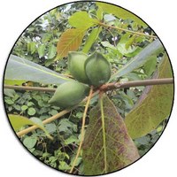 Almond - Amande - Almendra