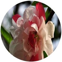 Almond - Amande - Almendra