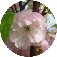 Almond - Amande - Almendra - Prunus Glandulosa