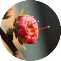 Almond - Amande - Almendra - Prunus Triloba