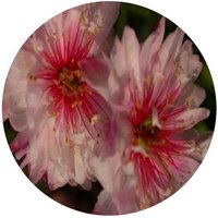 Almond - Amande - Almendra - Prunus Triloba