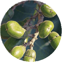 Semecarpus Anacardium - Anacardo Oriental