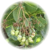 Anacardo - Cashew - Noix de Cajou