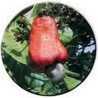 Anacardo - Cashew - Noix de Cajou