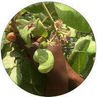 Anacardo - Cashew - Noix de Cajou