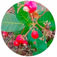 Anacardo -Noix de Cajou