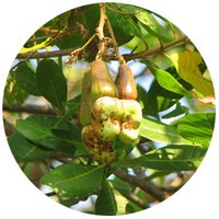 Anacardo - Cashew - Noix de Cajou