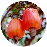 Anacardo -Noix de Cajou