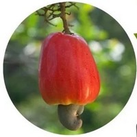 Anacardo -Noix de Cajou