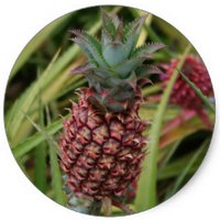 Ananas