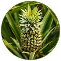 Ananas